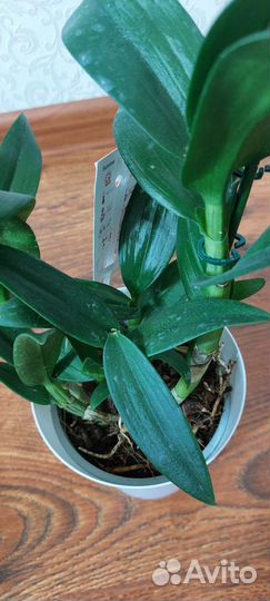 Дендрофаленопсис Sa-nook Polar Fire