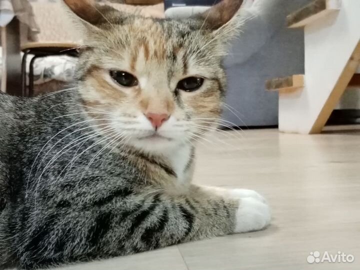 Котята в добрые руки даром