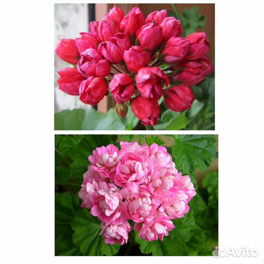 Герань сортовая тюльпановидная розебудная