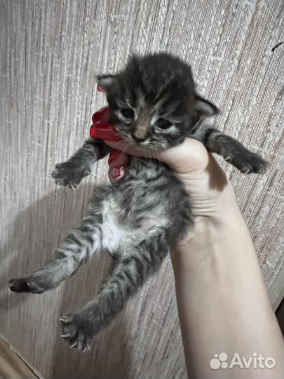 Котята бесплатно