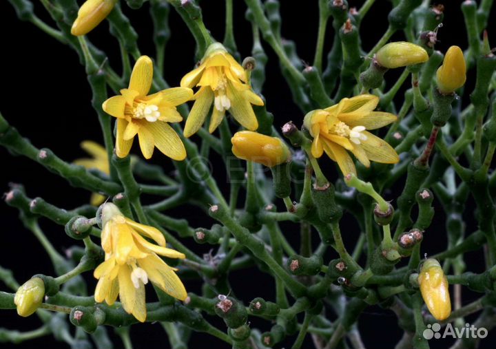 Хатиора (суккуленты)