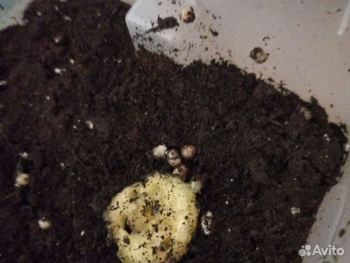 Улитки ахатины бесплатно