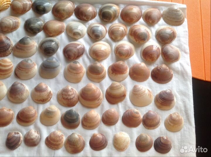 84 ракушки и камни