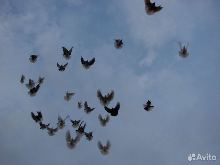 Николаевские голуби