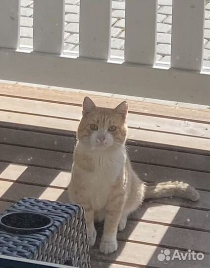 Рыжий котик