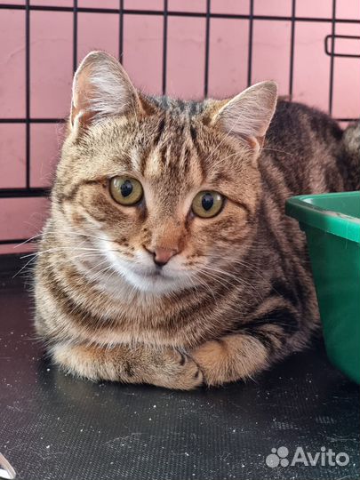 Отдам кошечку Элейн