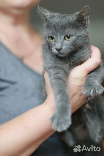 Отдам котенка