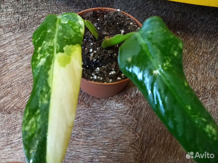 Домашние цветы 2