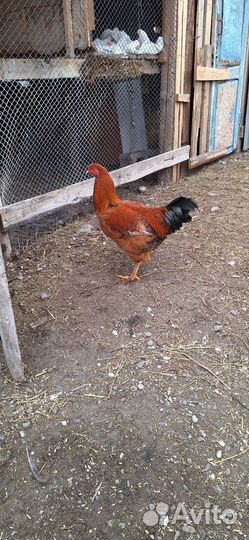 Куры петухи