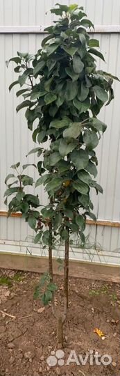 Яблоня колоновидная