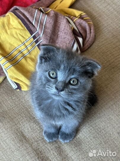 Кошка в дар