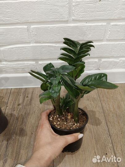 Замиокулькас зензи комнатные растения цветы