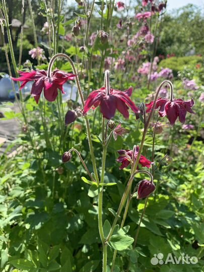 Многолетники, рассада