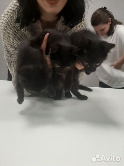 Котята бесплатно
