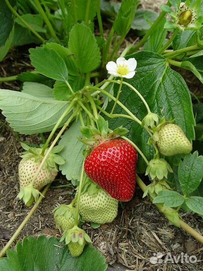 Рассада клубники