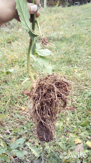 Саженцы ежевики зкс и окс