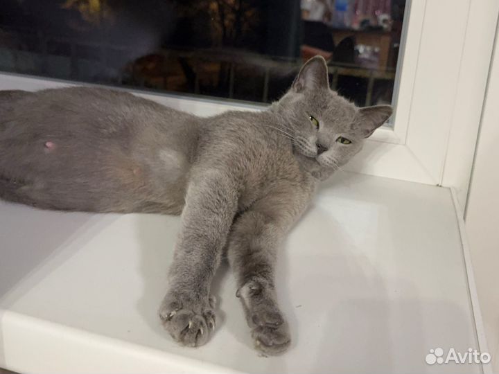 Кошка