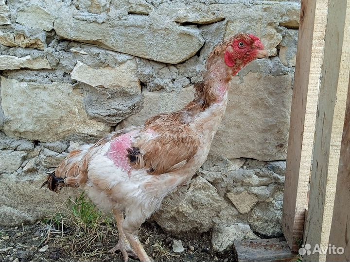 Куры породистые