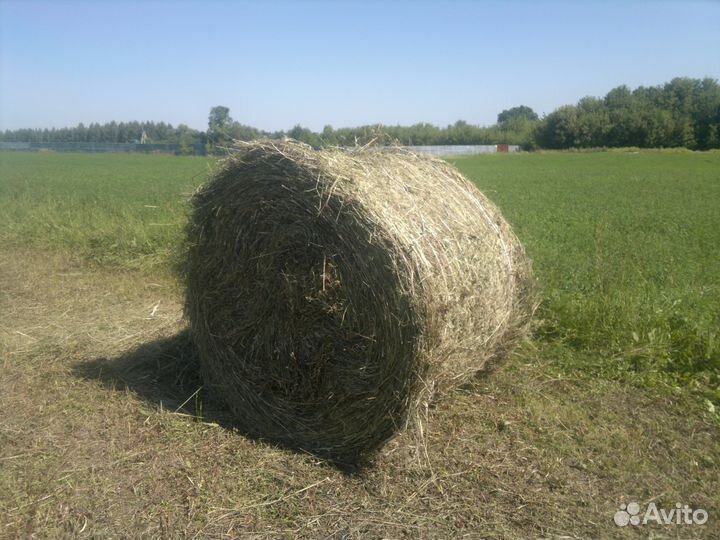 Сено в рулонах 300 - 350кг
