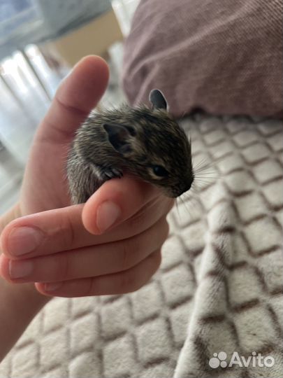 Чилийская белка дегу