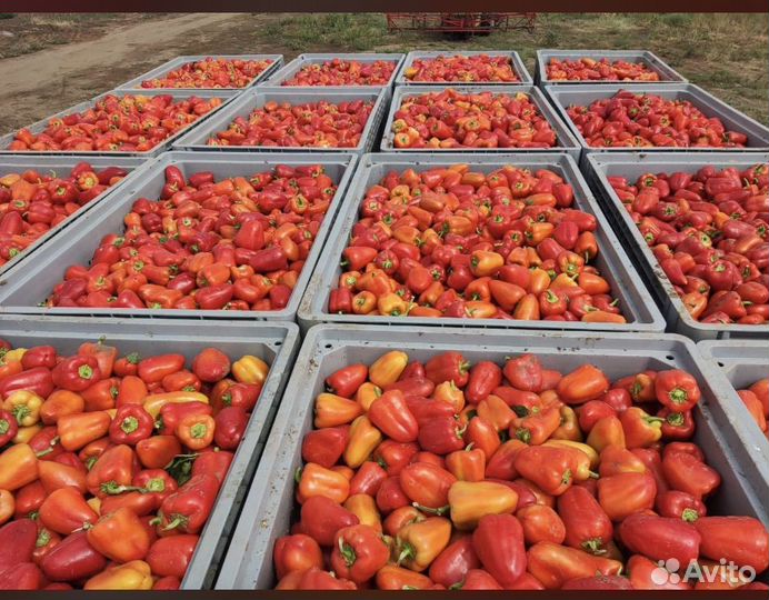 Семена сладкого перца Плутон F1