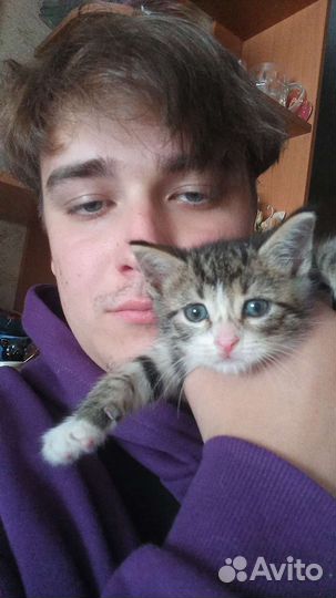 Отдам котёнка в добрые руки
