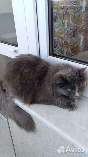 Стрелка трехцветная кошечка(стерилизованная)