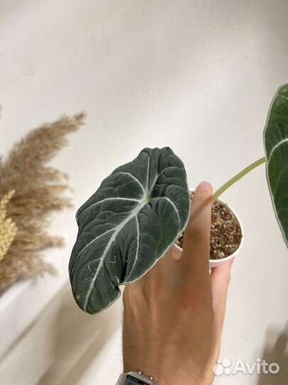 Алоказия блек вельвет