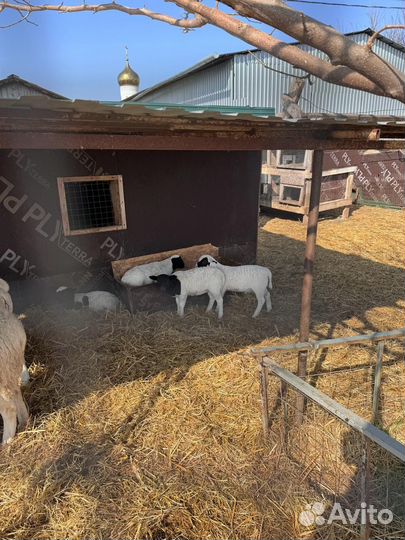 Бараны дорпер