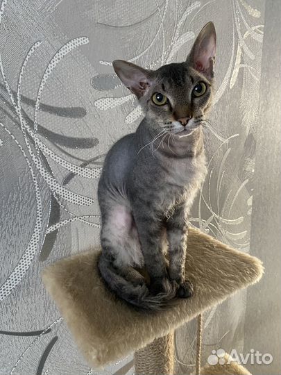 Вязка Кот сфинкс браш