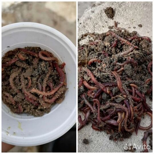 Черви для рыбалки