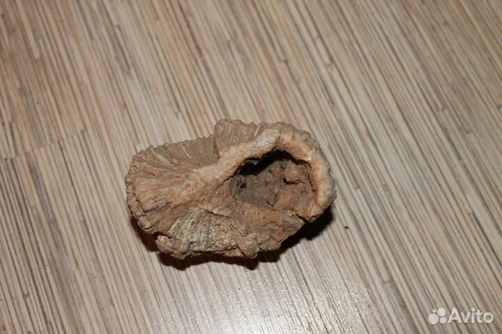 Окаменелость