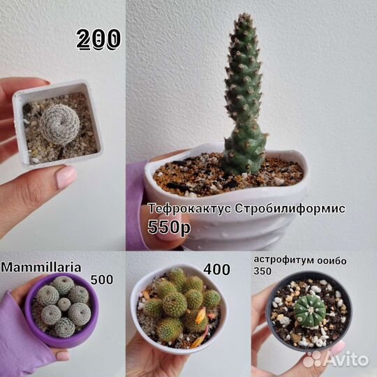 Хавортии, фикусы, литопс, кактусы, эуфорбия