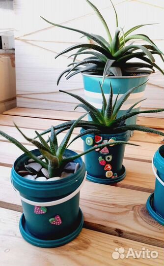 Хавортия/суккулент