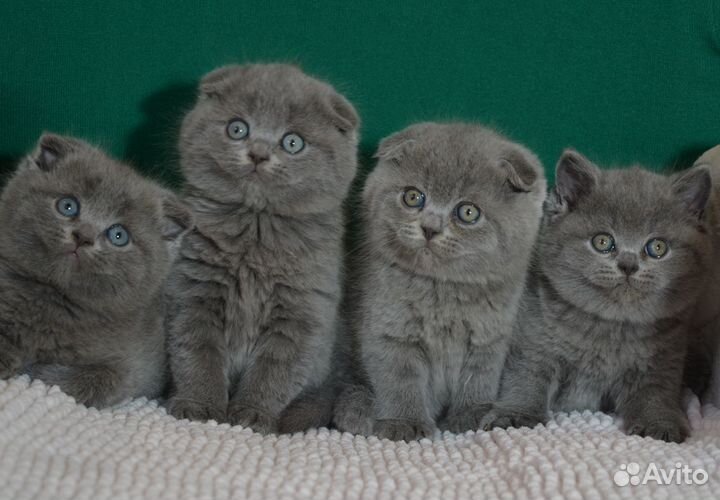 Вислоухие голубые котята