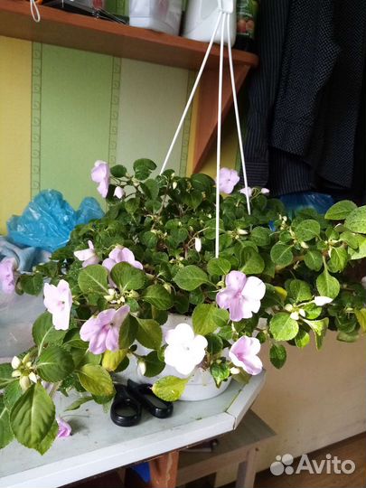 Ванька мокрый