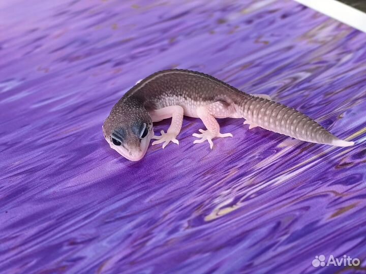 Эублефар малыш Super Snow (Супер Сноу)