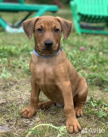 Щенки немецкого/ стандартного пинчера