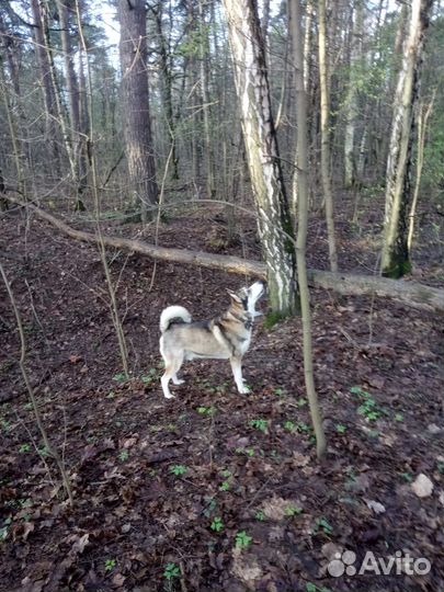 Вязка кобель лайки