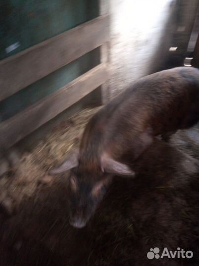 Хряк и свинья