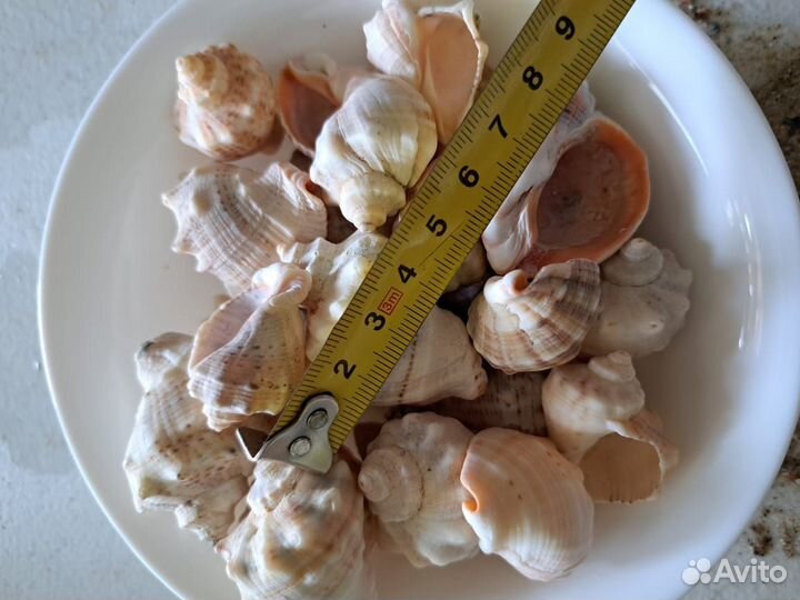 Морские ракушки раковины большие