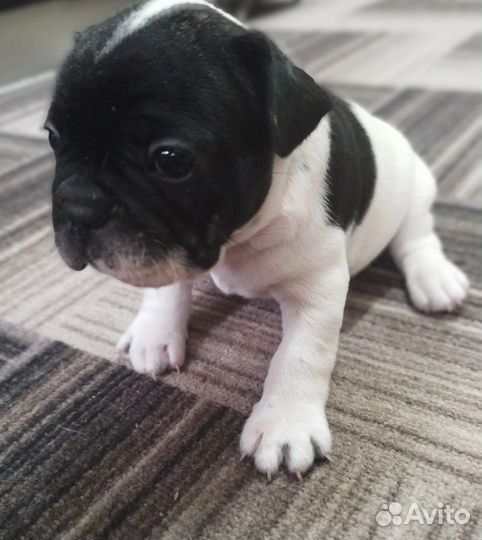 Французский бульдог