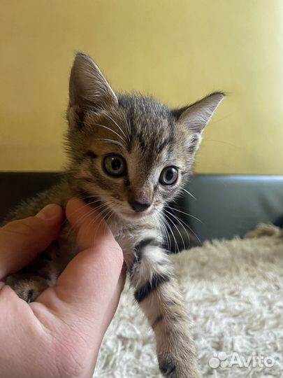 Кошка в дар бесплатно