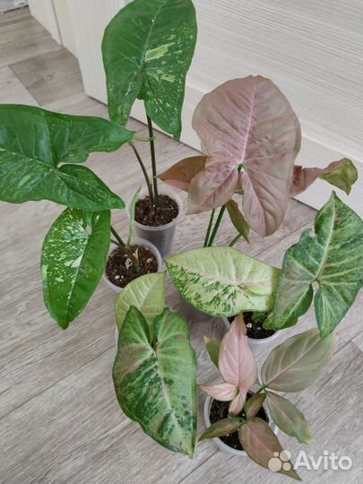 Спатифиллум Сингониум Пеперомия Фикус Замиокулькас