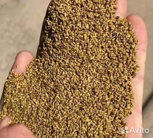 Семена Люцерна