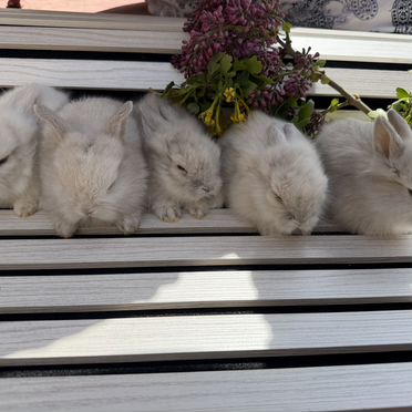 Декоративные кролики