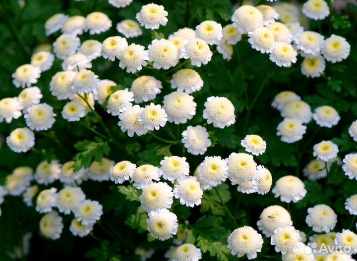 Пиретрум девичий 200+ семян