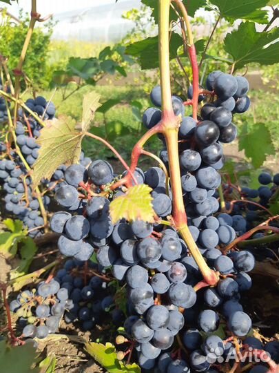 Саженцы 8 сортов винограда