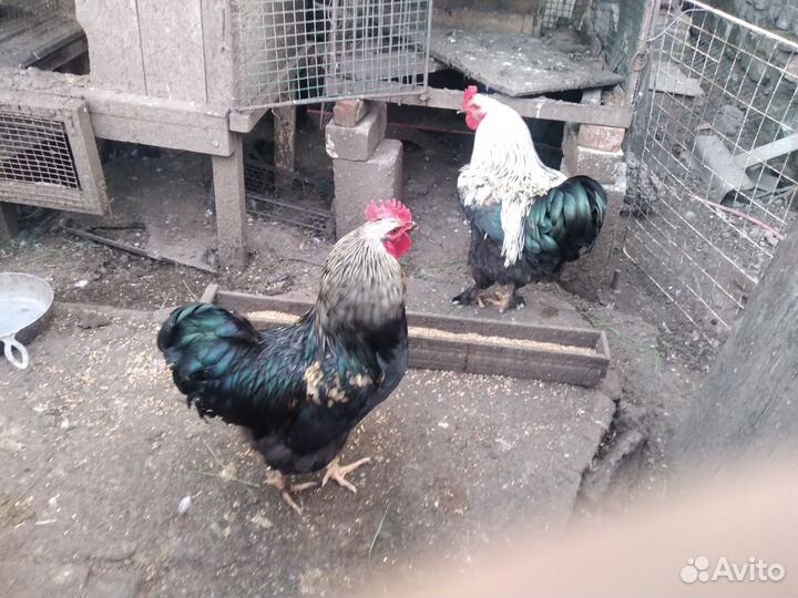 Цыплята домашние