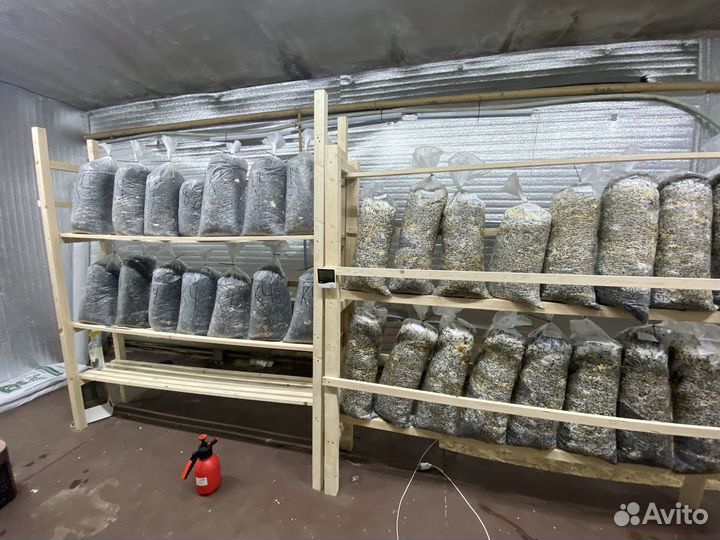 Готовые блоки вешенки